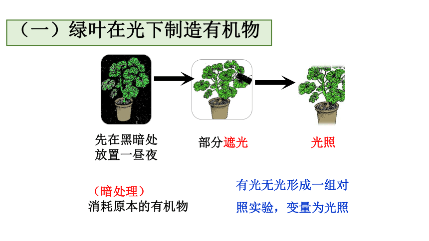 人教版生物七年级上册 3.4  绿色植物是生物圈中有机物的制造者课件(共25张PPT)
