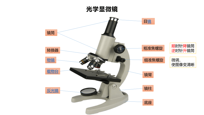 2.1.1 练习使用显微镜 课件(共28张PPT)人教版  初中生物 七年级