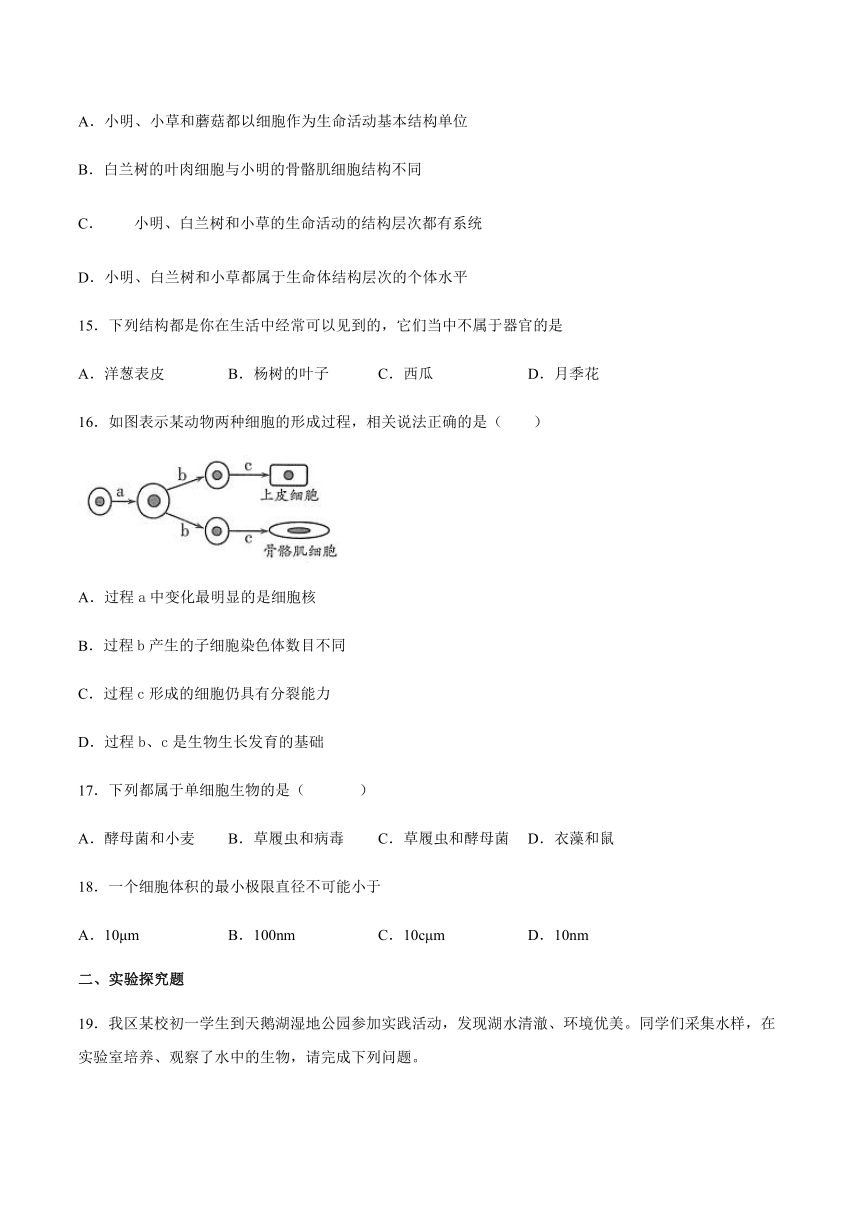 人教版初中生物七年级上册第二单元生物体的结构层次第二章细胞怎样构成生物体阶段性测试(word版 带答案)