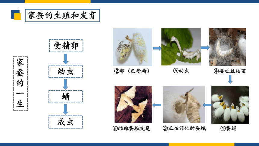 7.1.2昆虫的生殖和发育课件(共22张PPT) 人教版生物八年级下册