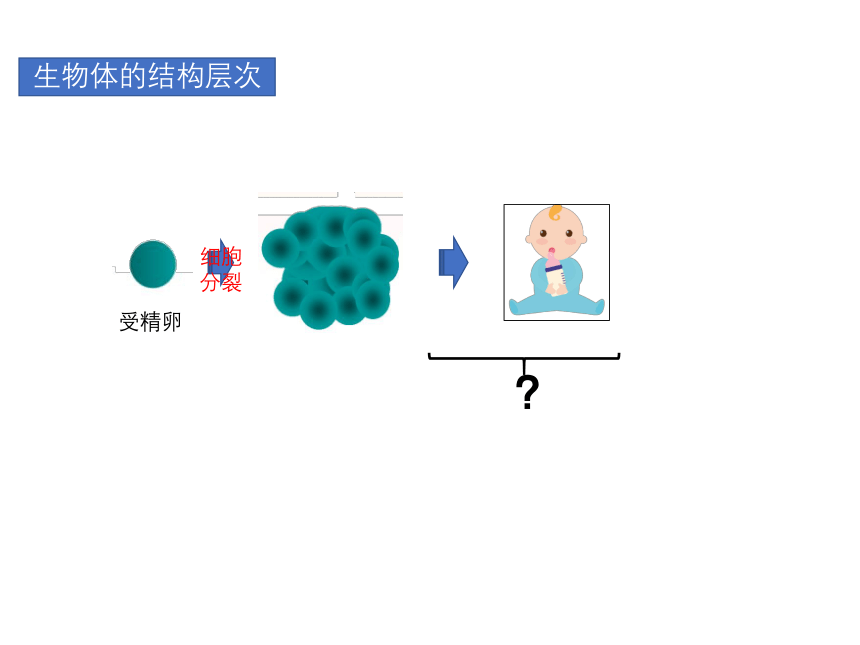 2021-2022学年高一上学期生物人教版必修1  6.2细胞的分化课件（21张ppt）