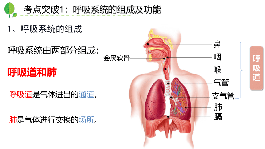 第三章人体的呼吸（复习课件）-七年级生物下册单元复习课件（人教版）(共27张PPT)