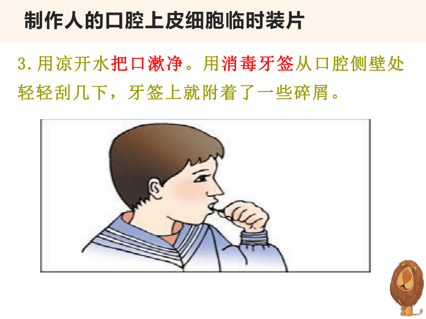 2.1.3 动物细胞  课件(共29张PPT)2022-2023学年人教版生物七年级上册