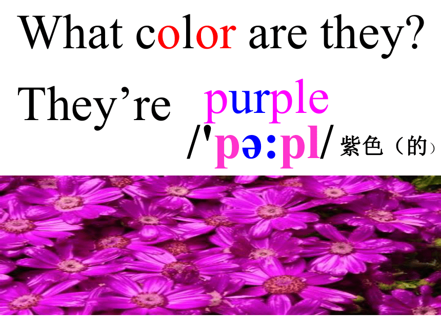 Unit3 What color is it 第五课时 课件(24张PPT）