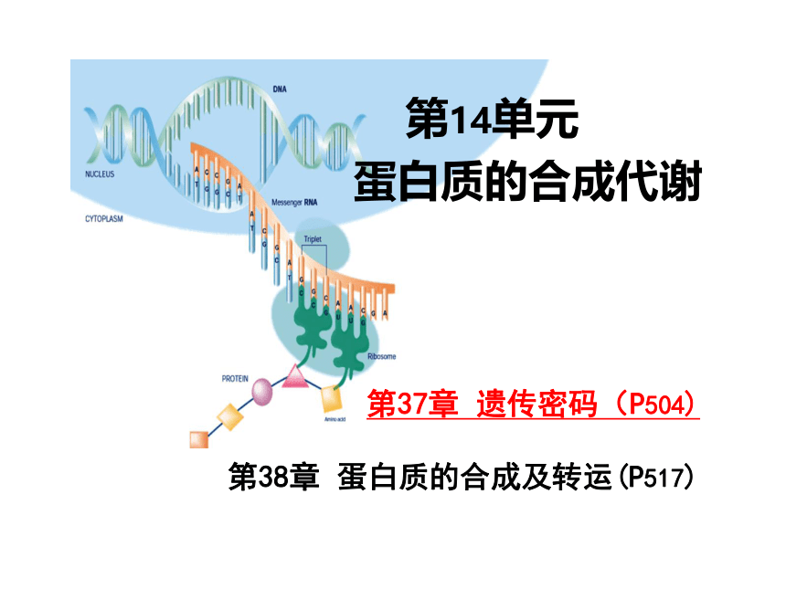 2020-2021学年高中生物竞赛遗传密码课件 (22张PPT）