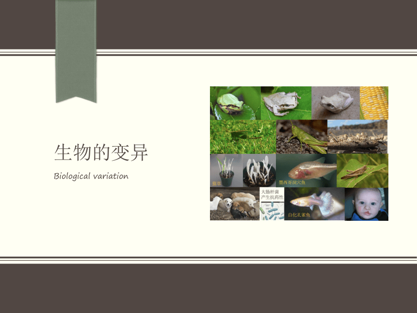 第四节 生物的变异 课件（25张PPT）