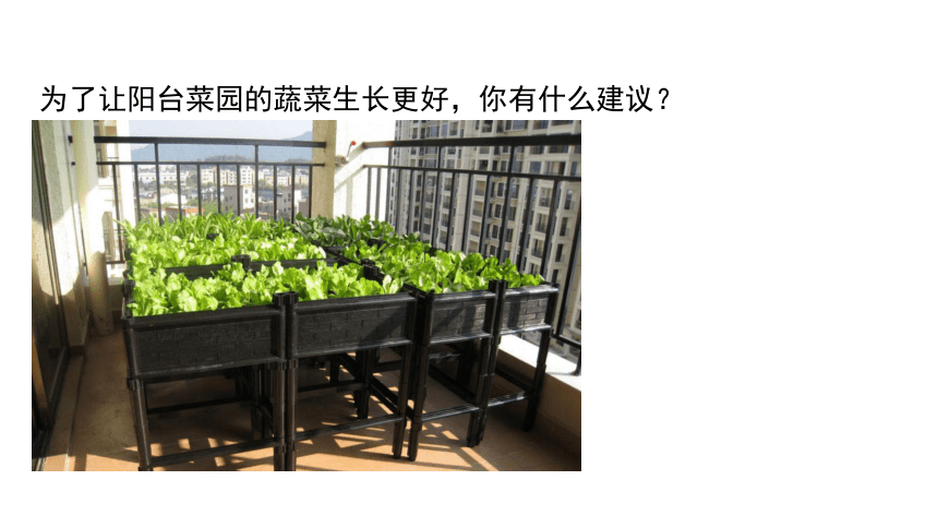 4.3植物的跟与物质吸收 第2课时(课件 21张PPT)