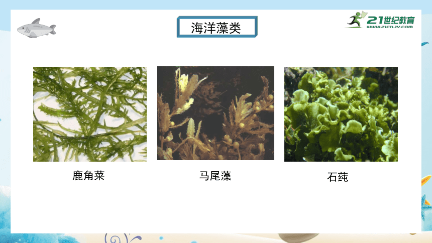 人教版七年级生物上册3.1.1《藻类、苔藓和蕨类植物》课件(共28张PPT)