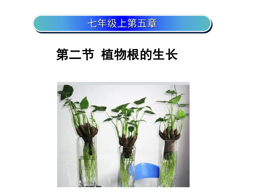 苏教版七年级生物上册 第五章 第二节 植物根的生长(2)（课件）(共24张PPT)