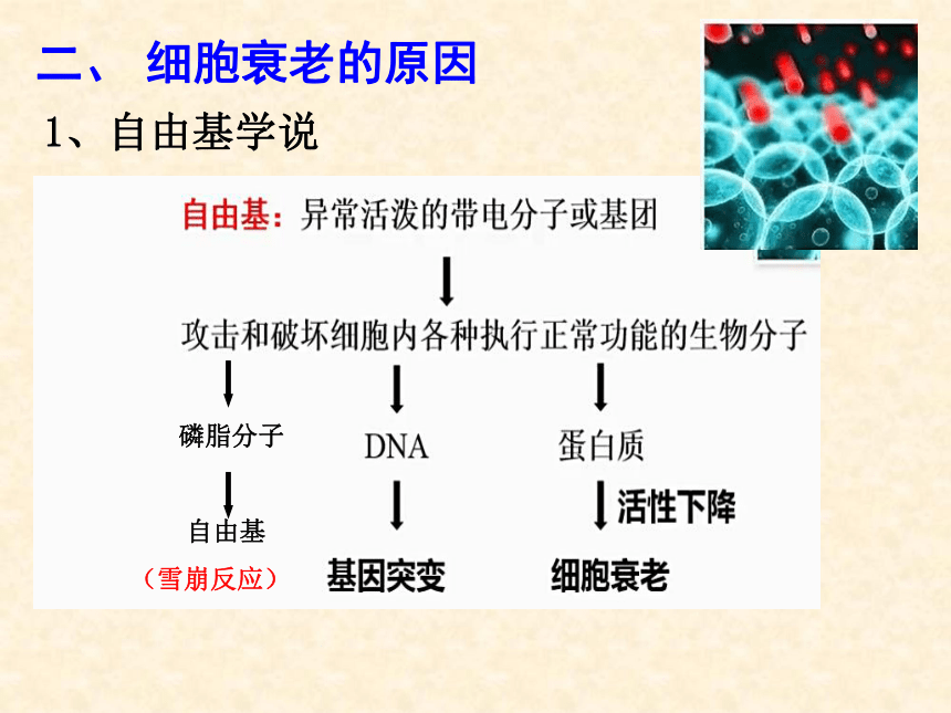 6.3细胞的衰老和死亡课件2022-2023学年高一上学期生物人教版（2019）必修1(共17张PPT)