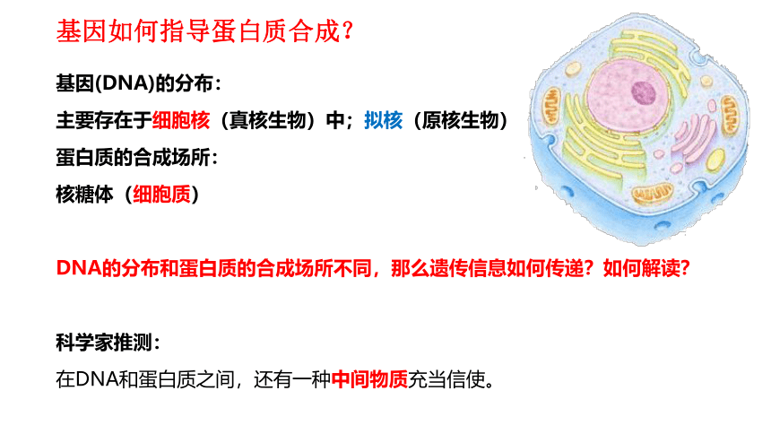 2020-2021学年高一生物（人教版（2019）必修二）4.1 基因指导蛋白质的合成  课件（41张PPT）