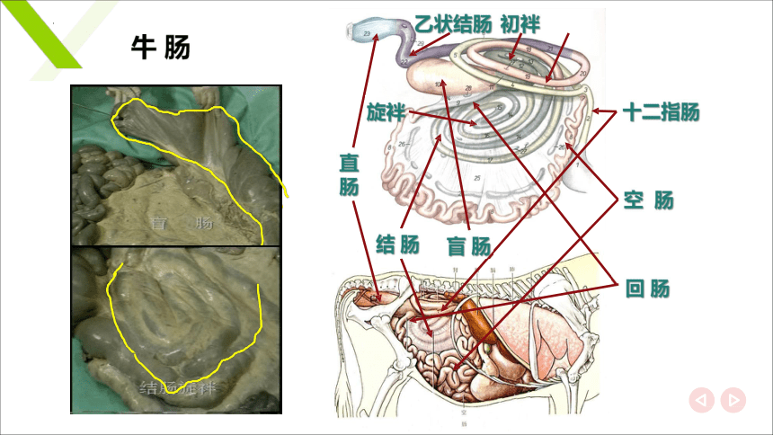 2.4肠 课件(共20张PPT)《畜禽解剖生理》同步教学（中国轻工业出版社）