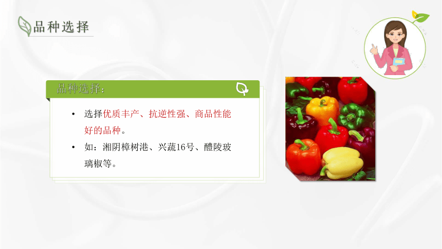 5.3露地春辣椒栽培技术 课件(共16张PPT)-《蔬菜生产技术》同步教学（湖南科技出版社）