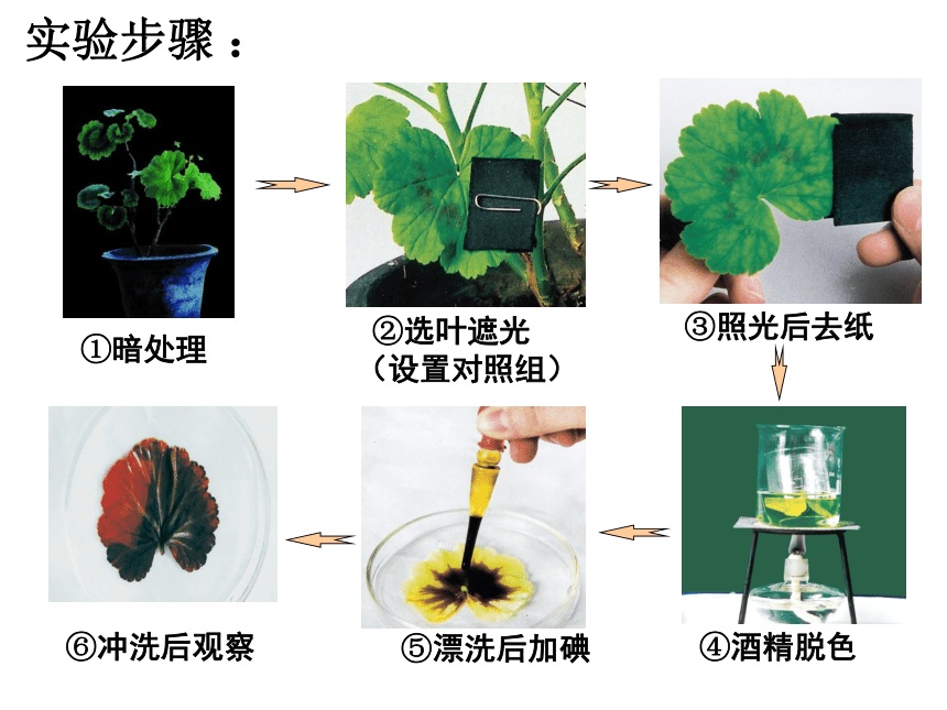 3.4 绿色植物是生物圈中有机物的制造者 课件(共31张PPT＋内嵌视频1个) 人教版生物七年级上册
