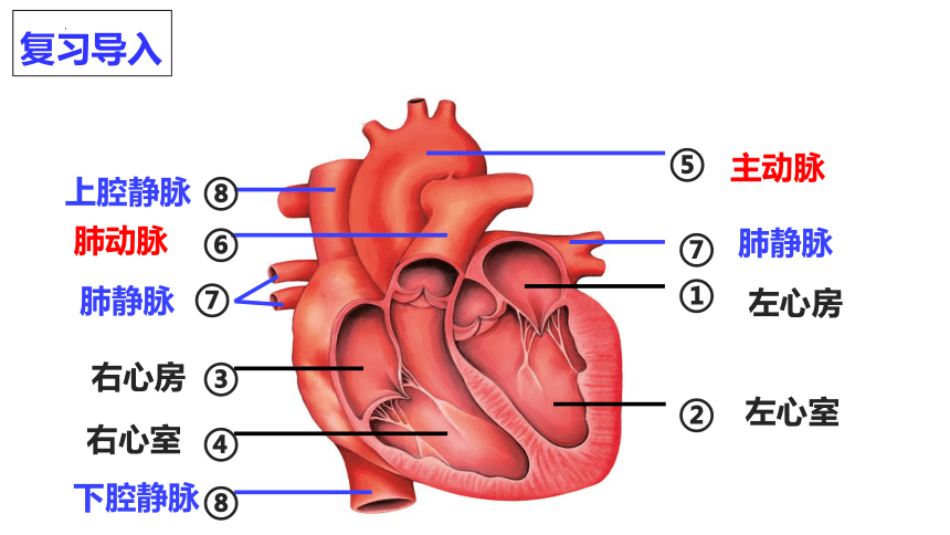 4.4.3输送血液的泵—心脏(2）课件(共17张PPT) 人教版生物七年级下册