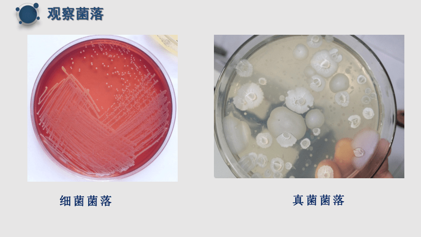 5.4.1细菌和真菌的分布  课件2022-2023学年人教版生物八年级上册（共19张PPT）