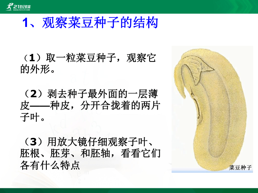 3.1.2 种子植物（共33张PPT）