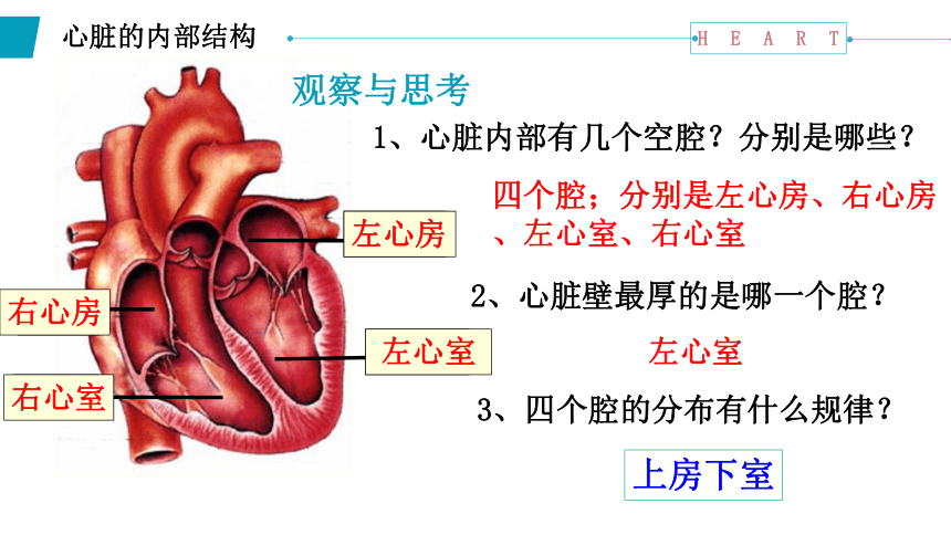 4.4.3输送血液的泵——心脏课件(共18张PPT)2022--2023学年人教版生物七年级下册