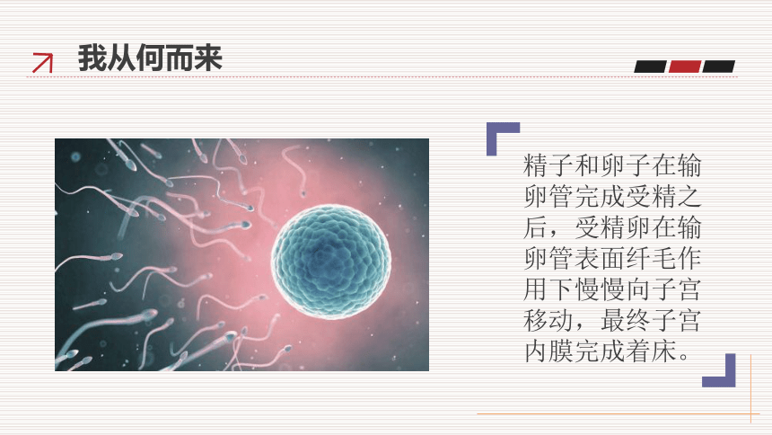 青春期生长发育特点 课件( 27张PPT) -2021-2022学年体育与健康五至六年级 人教版