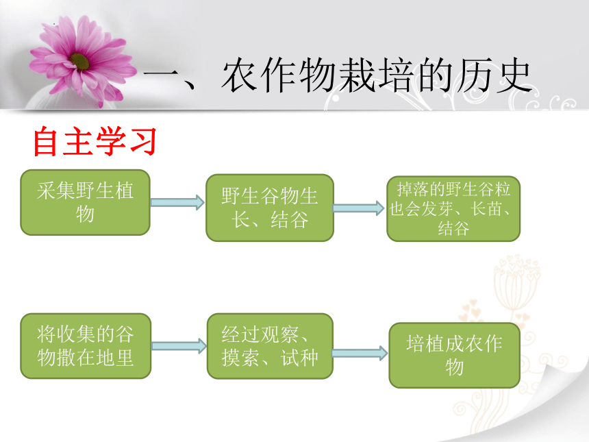 1.1栽培技术与我们的生活　课件(共29张PPT)　 2022—2023学年教育科学研究院编初中劳动技术八年级上册