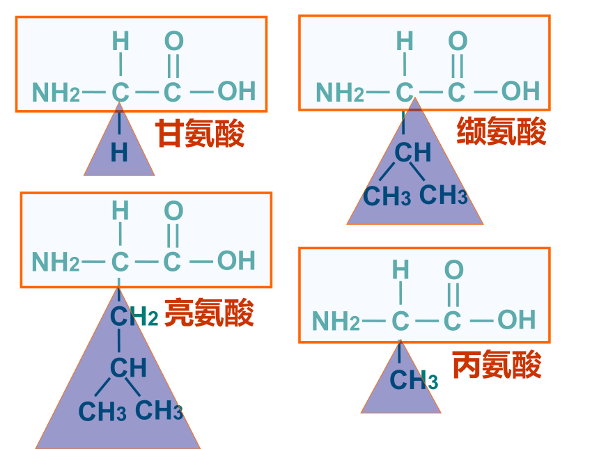 人教版高中必修一生物：2.2《生命活动的主要承担者――蛋白质》(41张PPT)