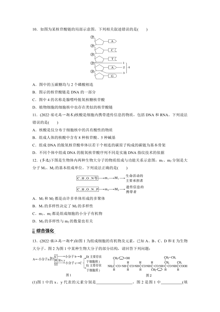 2022-2023学年苏教版2019高中生物必修1 第一章　细胞的分子组成  重点突破练(一)（word版含解析）