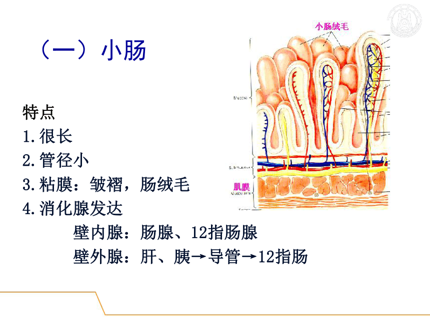 5.消化系统-3  课件(共51张PPT) - 《畜禽解剖生理学》同步教学（高教版）