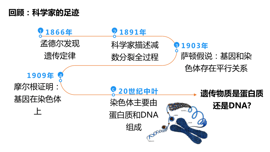 3.1DNA是主要的遗传物质课件(共51张PPT)（2个视频）-2022-2023学年高一上学期生物人教版（2019）必修2