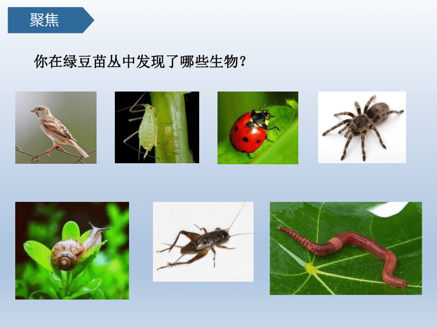 教科科学五下1.6食物链和食物网 课件(共24张PPT)