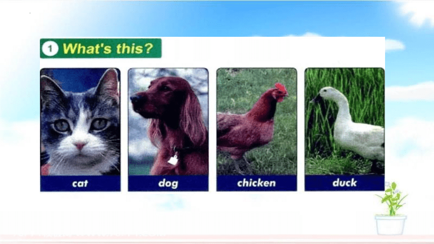 Unit1 Lesson2 Cats and dogs 课件 (共21张PPT)