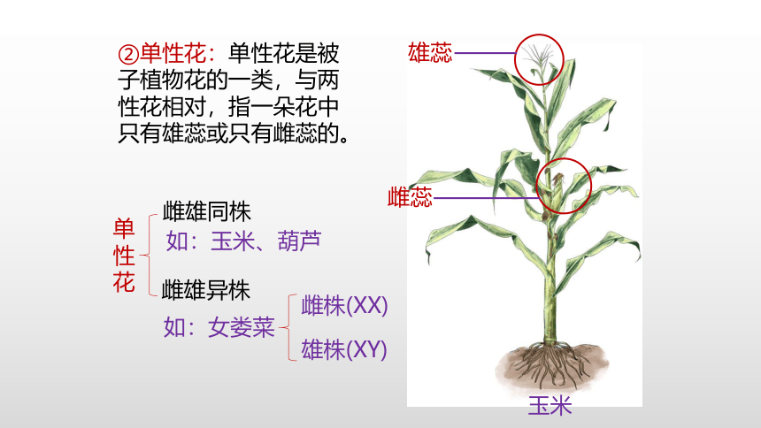 生物人教版（2019）必修2-1.1孟德尔豌豆杂交实验(一) 课件(64张ppt）