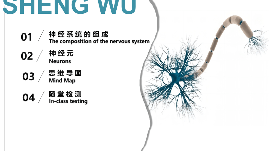 4.6.2 神经系统的组成-七年级生物下册同步精品课堂（人教版）(共32张PPT)