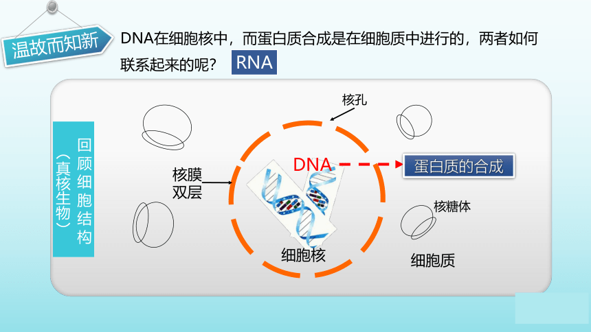 苏教版（2019）高中生物 必修二  2.3.1 DNA分子通过RNA指导蛋白质的合成 课件（共34张PPT）