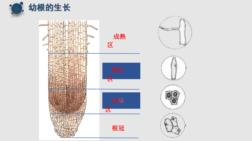 3.2.2植株的生长课件(共20张PPT+内嵌视频1个)2022-2023学年人教版生物七年级上册