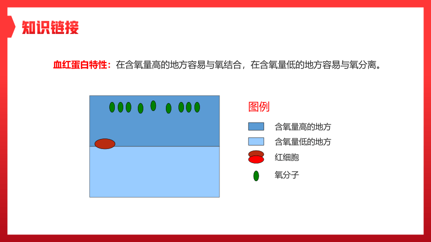 第一节 流动的组织──血液 课件（25张PPT）