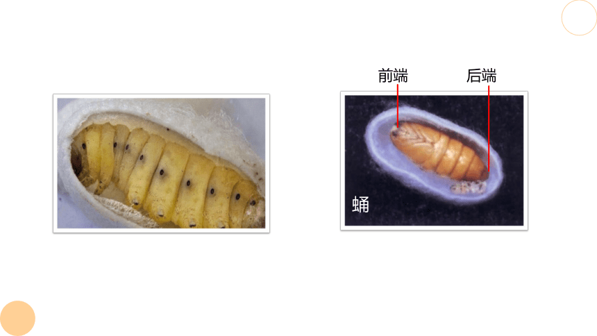 7.1.2 昆虫的生殖和发育 课件（共22张PPT） 人教版 八年级下册