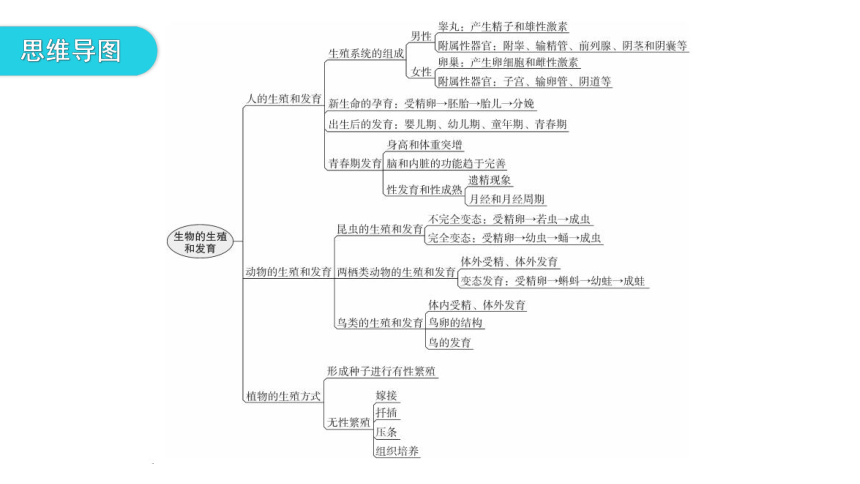 北师大版生物学八年级上册第19章生物的生殖和发育 章末总结 课件（共24张PPT）