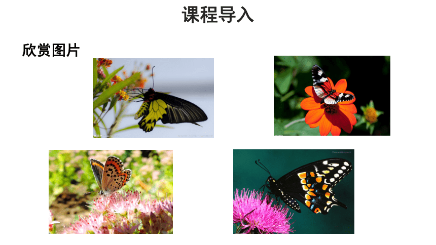 济南版八年级上册 第一节 昆虫的生殖和发育 课件(共16张PPT)