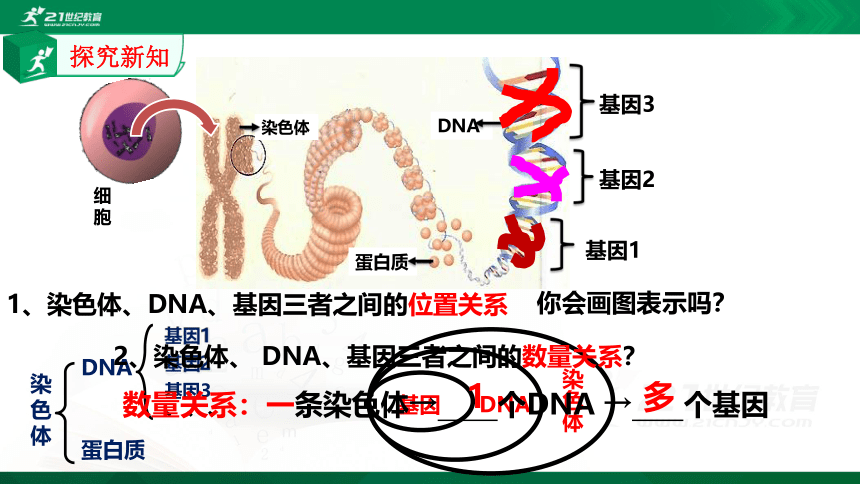 7.2.2 基因在亲子代间的传递课件（共26张PPT）