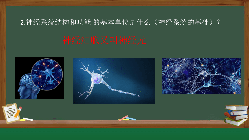 12.1神经系统与神经调节复习课件(共24张PPT)2022-2023学年北师大版生物七年级下册