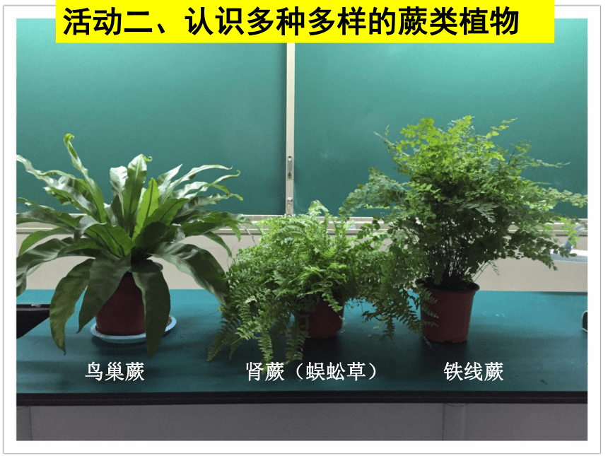 3.1.2蕨类植物课件(共26张PPT)