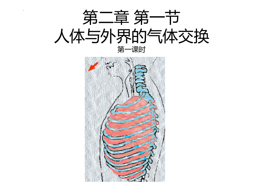 3.2.1人体与外界的气体交换（第一课时）课时(共26张PPT)2022-2023学年济南版生物七年级下册