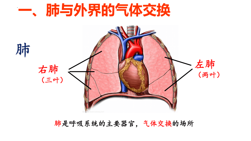 4.3.2发生在肺内的气体交换课件(共25张PPT) 人教版生物七年级下册