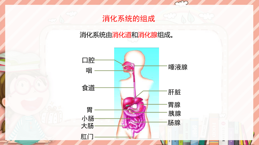 9.2人体的消化与吸收课件(共33张PPT)