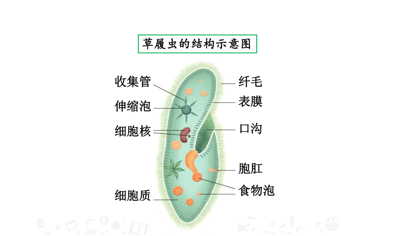 4.1 单细胞生物 教学课件 苏教版七年级生物上册（22张PPT）