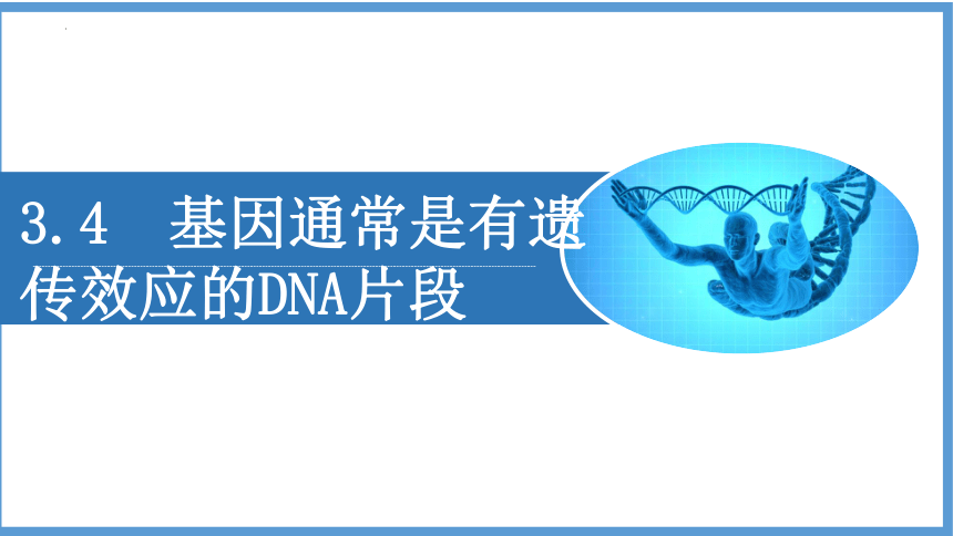生物人教版（2019）必修2 3.4基因通常是有遗传效应的DNA片段（共19张ppt）