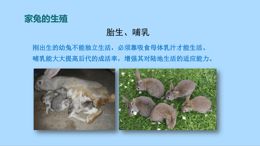 冀教版生物七年级上册1.4.9 哺乳类哺乳类课件(共32张PPT)