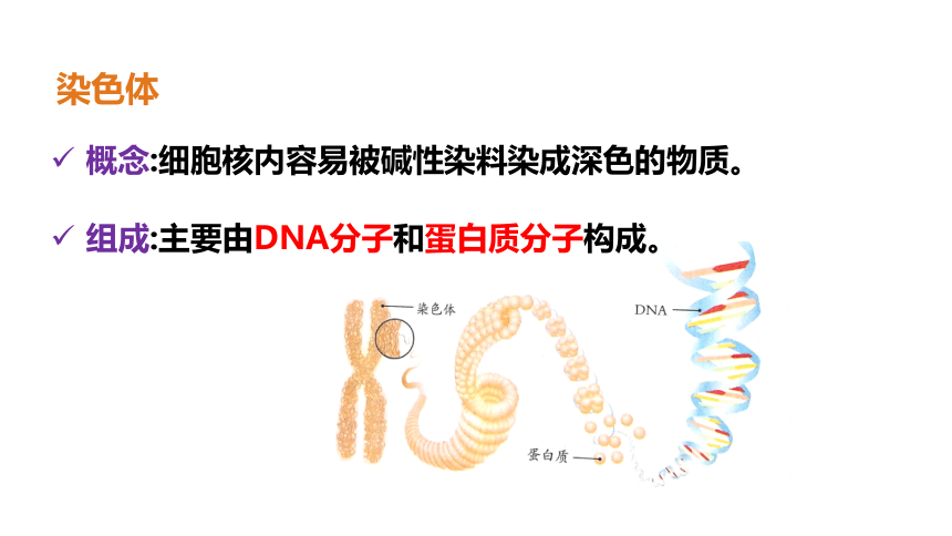 7.2.2基因在亲子代间的传递 课件（33张PPT）