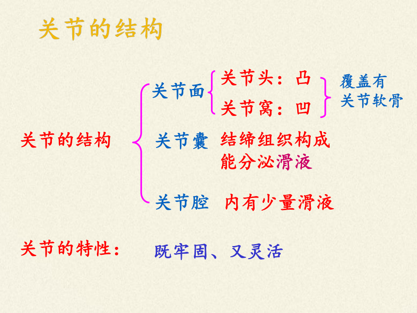 苏教版八年级生物上册 17.2  动物运动依赖于一定的结构(7) 课件(共16张PPT)