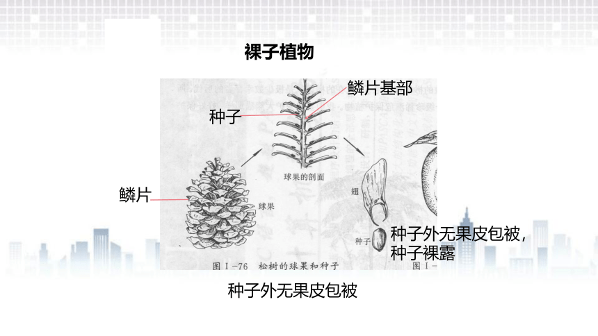 2.5常见的植物（课件 37张PPT 2课时)